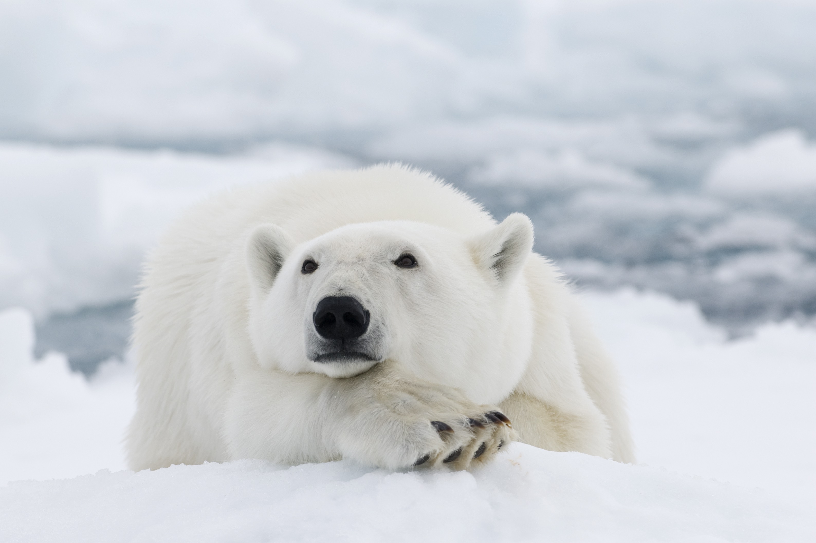 Polar Bear 5.jpg (586 KB)